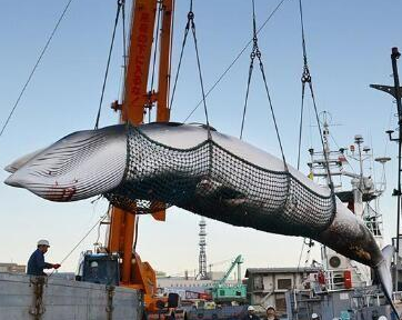 日本人为啥追到南极也要捕杀鲸鱼