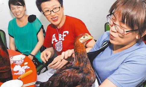 鹅肉店老板收容流浪鸡与客人互动人气猛增