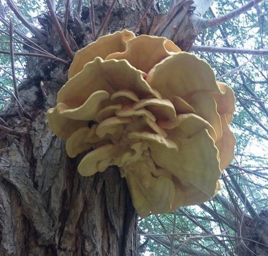 新疆发现特大柳树菇 通体金黄芳香浓烈